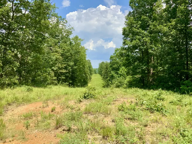 a view of a bunch of trees and bushes