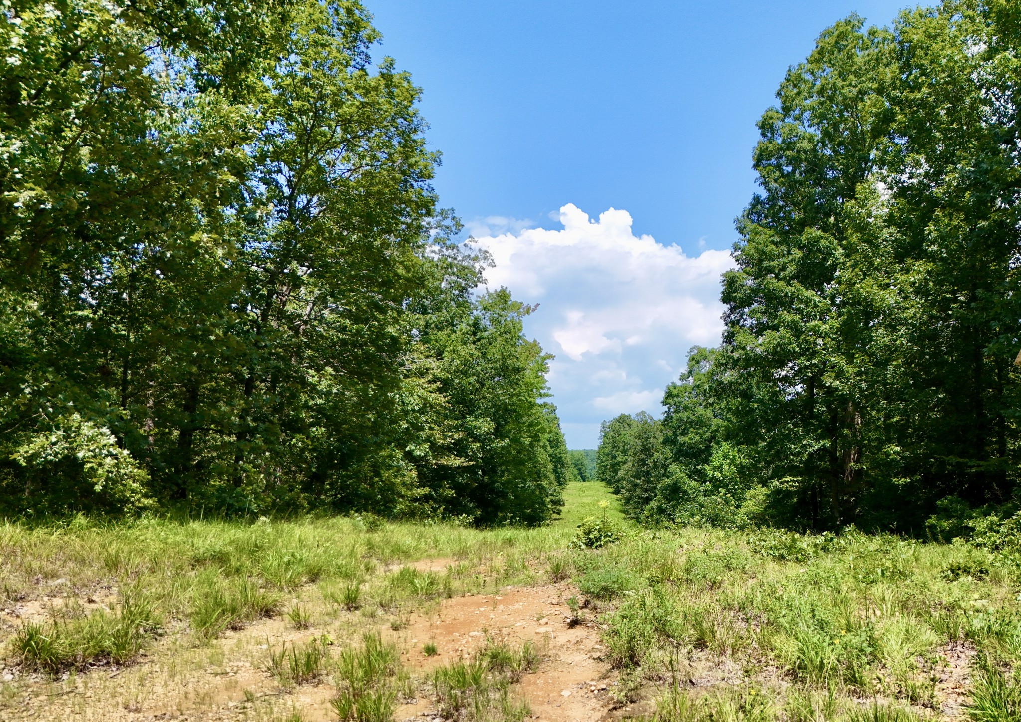 0 Bear Creek Road Waverly, TN 37185 - Photo 6 of 20 a view of a garden
