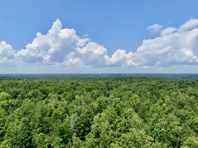 a view of a bunch of trees in a field