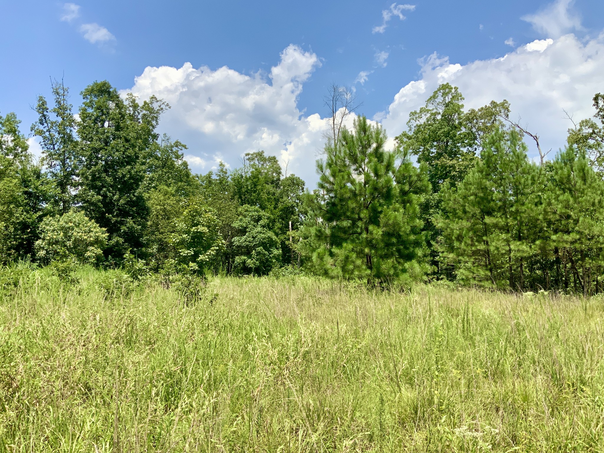 0 Bear Creek Road Waverly, TN 37185 - Photo 8 of 20 a view of a bunch of trees and a yard