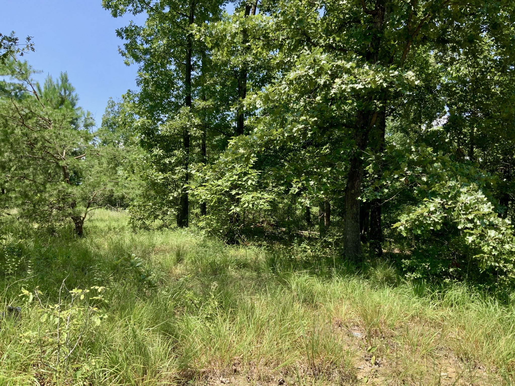0 Bear Creek Road Waverly, TN 37185 - Photo 10 of 20 a view of a lush green space