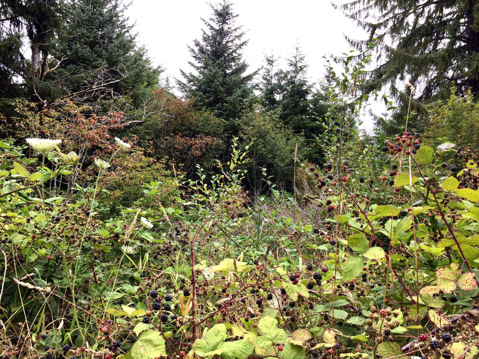 Lot301-303 East Lot301-303 E Line Road Springfield, OR 97477 - Photo 6 of 7 Lot 301