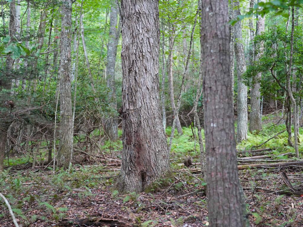 0 Northwest Shady Grove Road Willis, VA 24380 - Photo 10 of 25 Gallery Image 10
