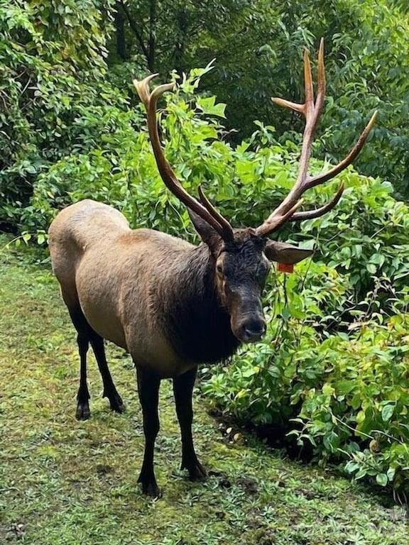 135 Pretty Ridge Maggie Valley, NC 28751 - Photo 44 of 46 a view of a backyard with plants