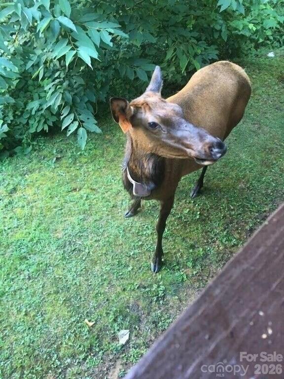 135 Pretty Ridge Maggie Valley, NC 28751 - Photo 45 of 46 a view of a backyard