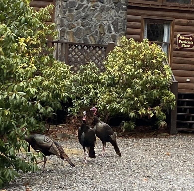 135 Pretty Ridge Maggie Valley, NC 28751 - Photo 46 of 46 a view of yard with seating space