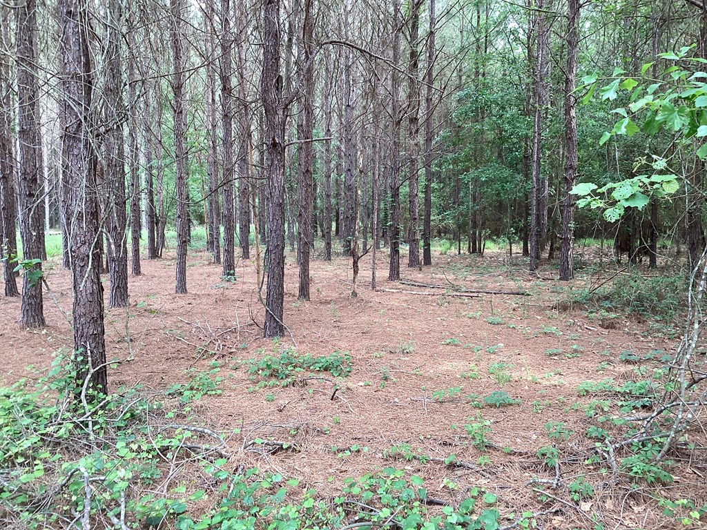 1290 Guy Branch Road Cottonwood, AL 36320 - Photo 9 of 20