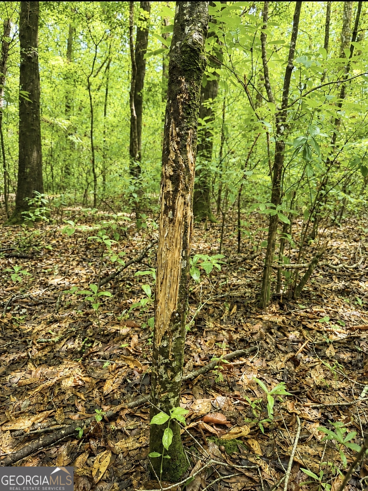 0 Rocky Creek Road Thomaston, GA 30286 - Photo 20 of 30