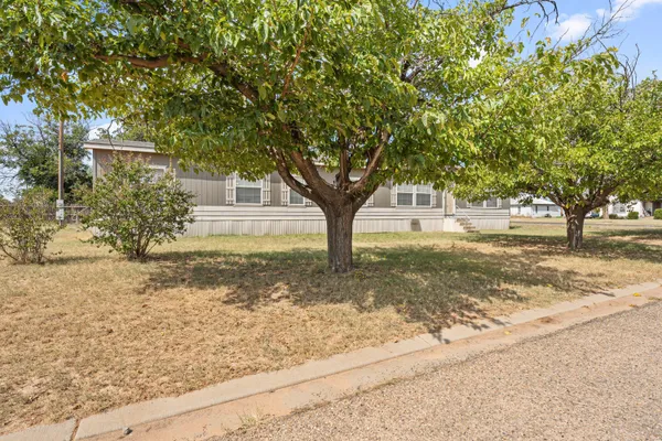 a tree in the middle of a yard