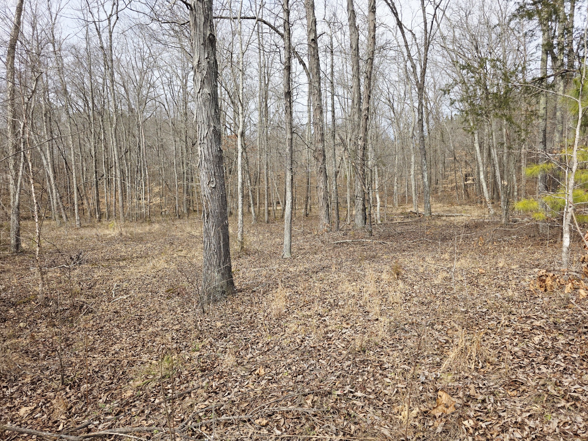 0 Birdsong Road Holladay, TN 38341 - Photo 14 of 70