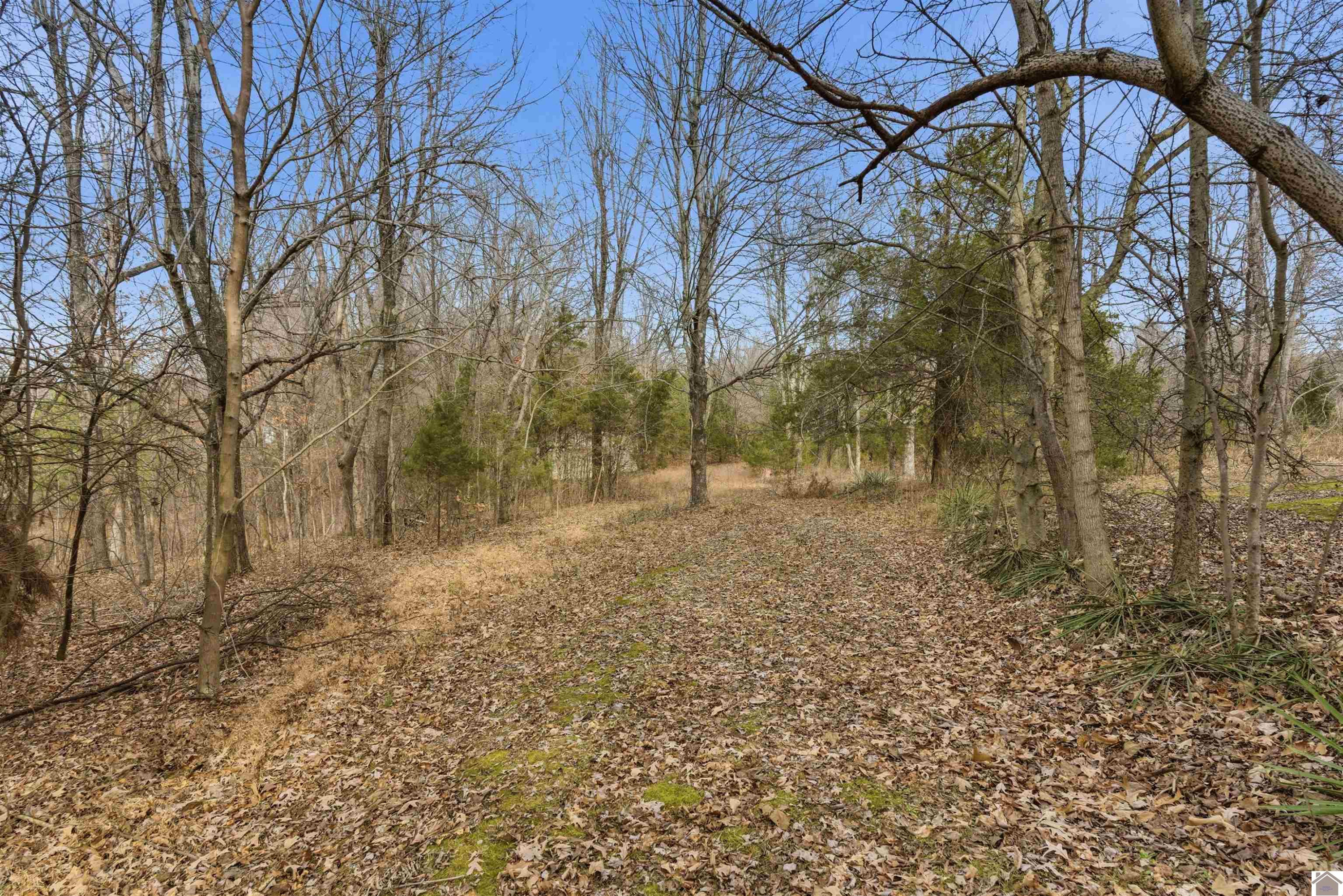 915 Jake Dukes Road Grand Rivers, KY 42045 - Photo 38 of 49 Yard
