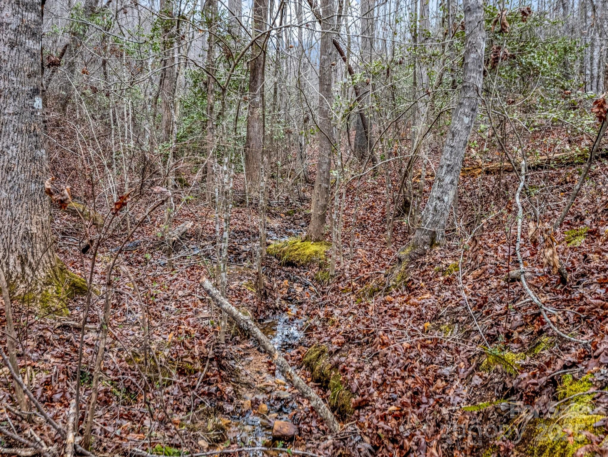 1217 Moore Road, Unit 70 80 & 90 Tryon, NC 28782 - Photo 34 of 42 a picture of tree