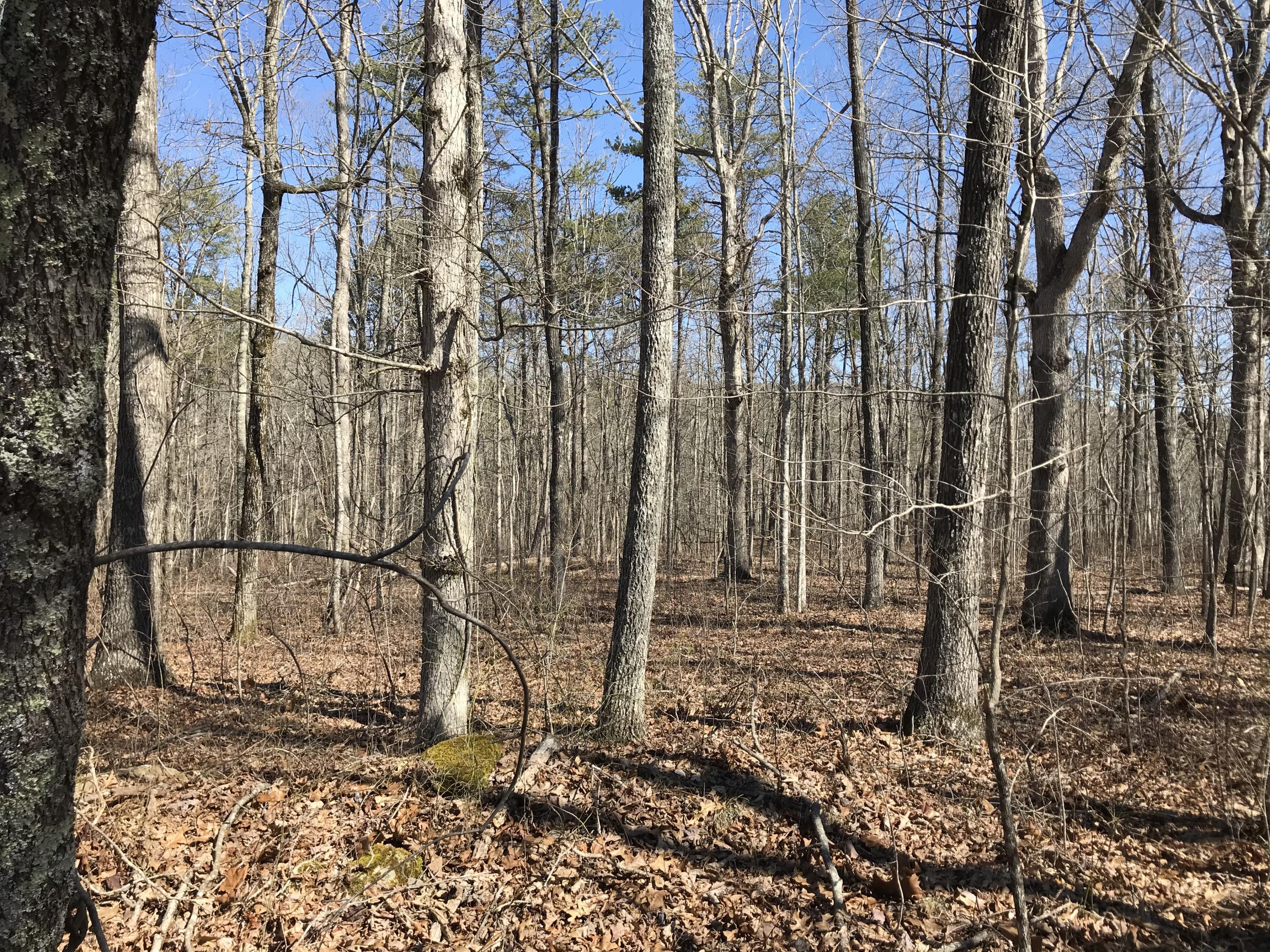 3 Deerhead Road, Unit 3 Dunlap, TN 37327 - Photo 3 of 22 50922FE3-D0A9-4AC7-8EC6-263C06B9FA0C