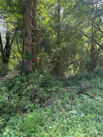 a view of a lush green forest