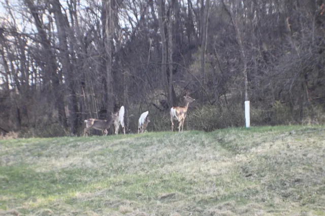 $99,900 | Xxxxc Kings Park Road Northwest, Oronoco, MN 55960