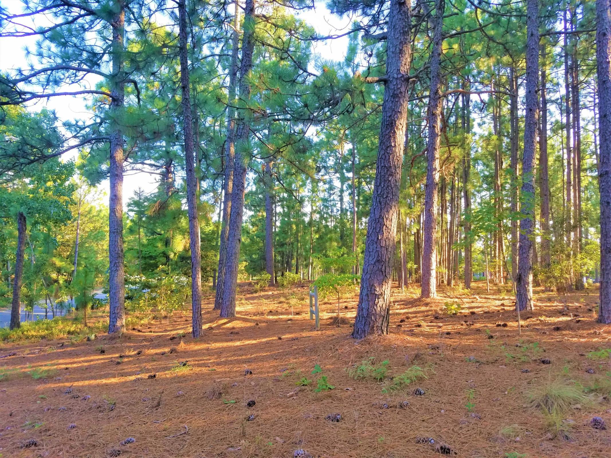 1494 Fort Howard Road Rincon, GA 31326 - Photo 13 of 14 20180827163407576009000000-o
