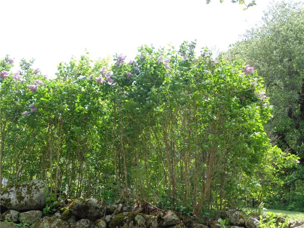 69 East Side Road Steuben, ME 04680 - Photo 6 of 31 Sweet smelling lilac bushes