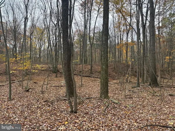 a view of a yard with trees in the background