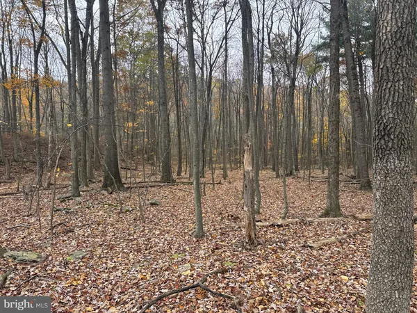 a view of a yard with trees