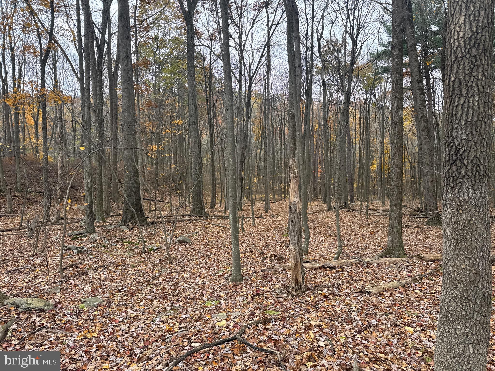 3 13.5 /- Acres Coles Valley Road Robertsdale, PA 16674 - Photo 13 of 17