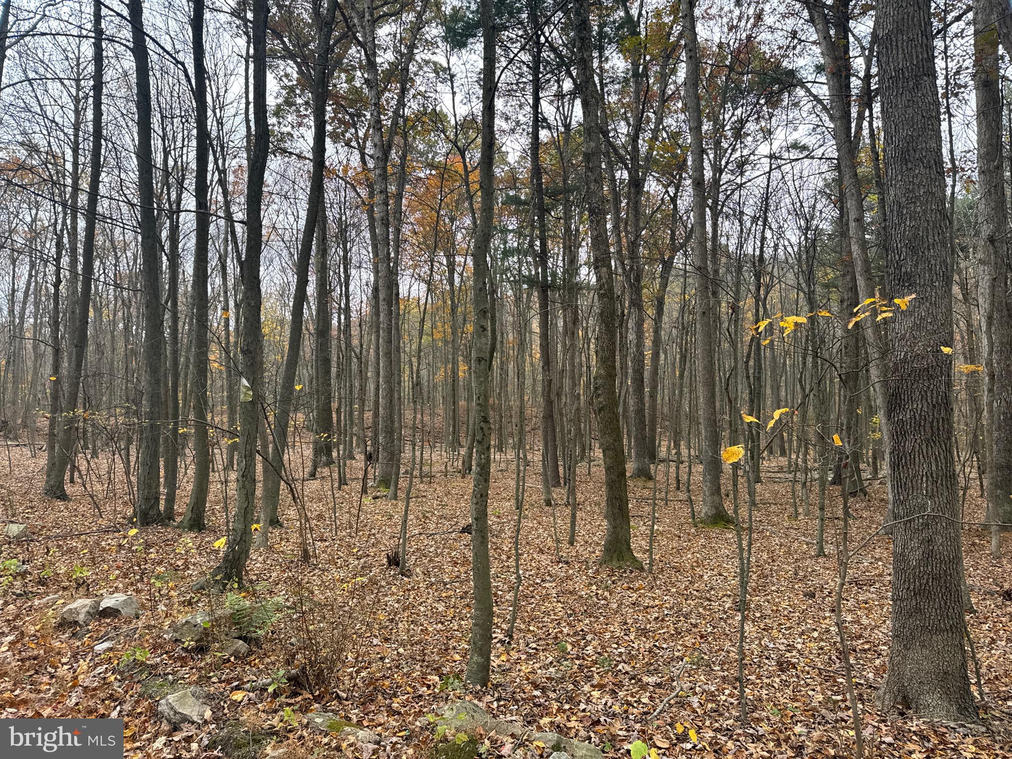 3 13.5 /- Acres Coles Valley Road Robertsdale, PA 16674 - Photo 5 of 17