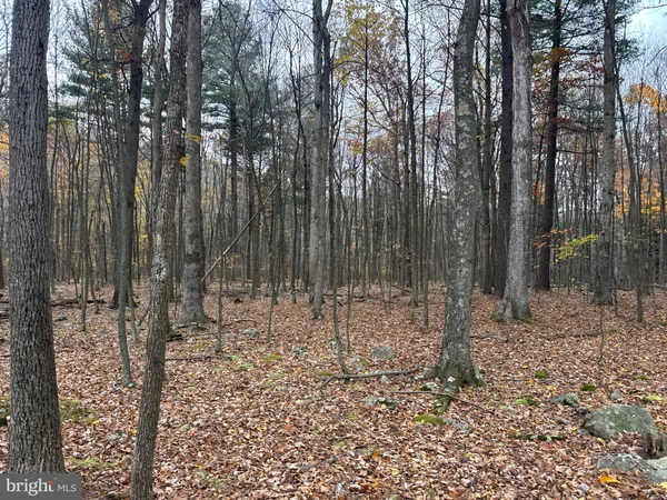 a view of a yard with trees
