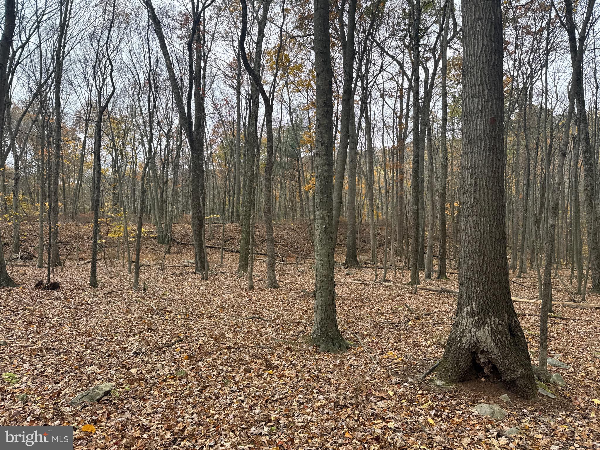3 13.5 /- Acres Coles Valley Road Robertsdale, PA 16674 - Photo 10 of 17