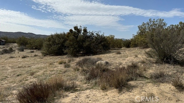 0 Harma Place Anza, CA 92539 - Photo 2 of 4 a view of a yard with a tree