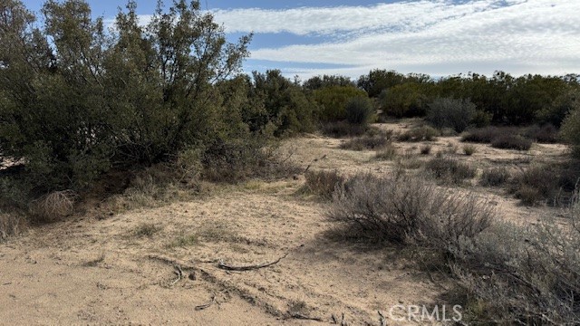 0 Harma Place Anza, CA 92539 - Photo 4 of 4 a view of a yard with a tree