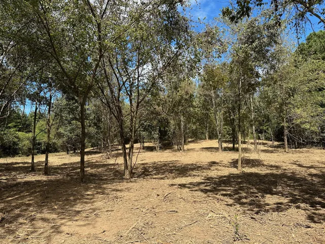 a view of a yard with a tree