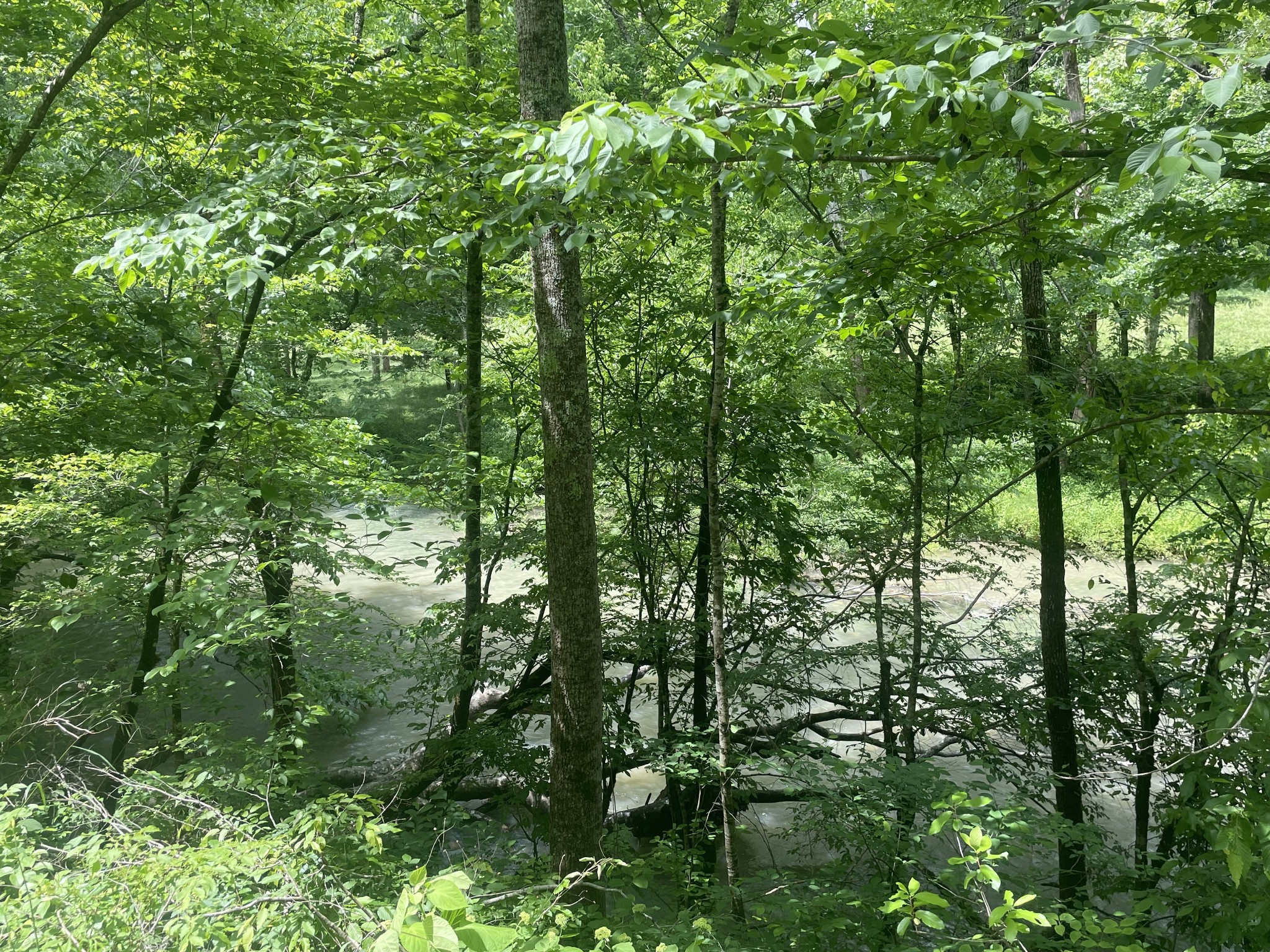 457 Shiloh Road Crawford, TN 38554 - Photo 2 of 22