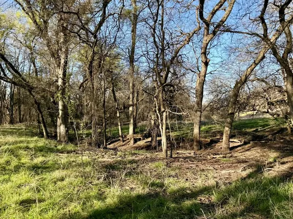 a view of a tree in a yard