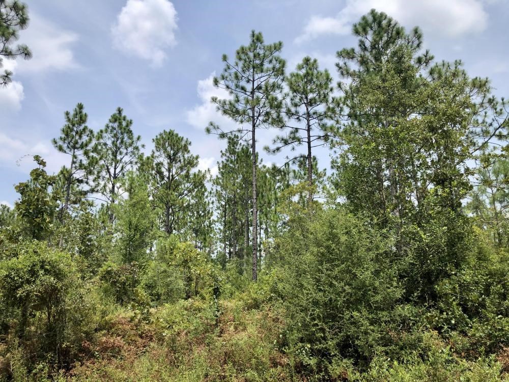 0 Private Road McIntosh, AL 36553 - Photo 8 of 21