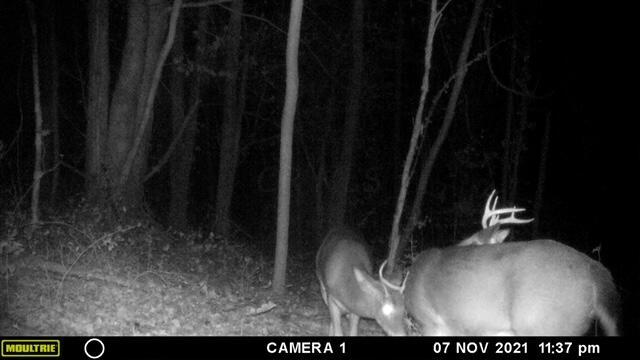 57640 St John Road Quaker City, OH 43773 - Photo 6 of 51 Buck Night Meeting