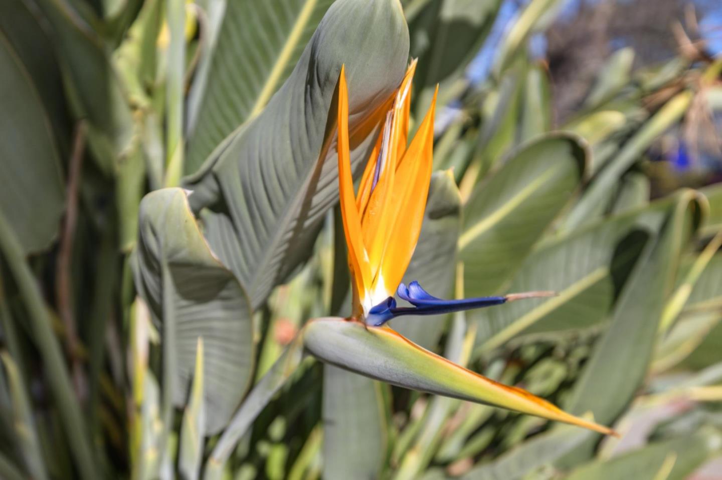 308 Hedge Road Menlo Park, CA 94025 - Photo 31 of 37