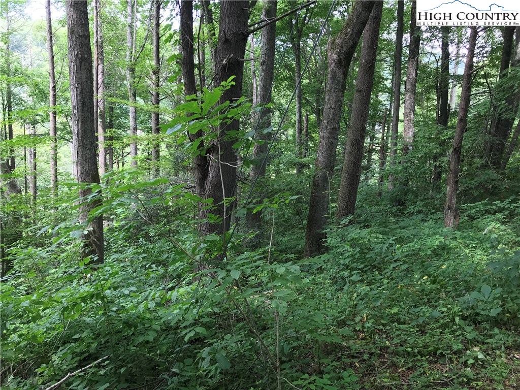 Moss Hill Road Boone, NC 28607 - Photo 1 of 2 a view of forest
