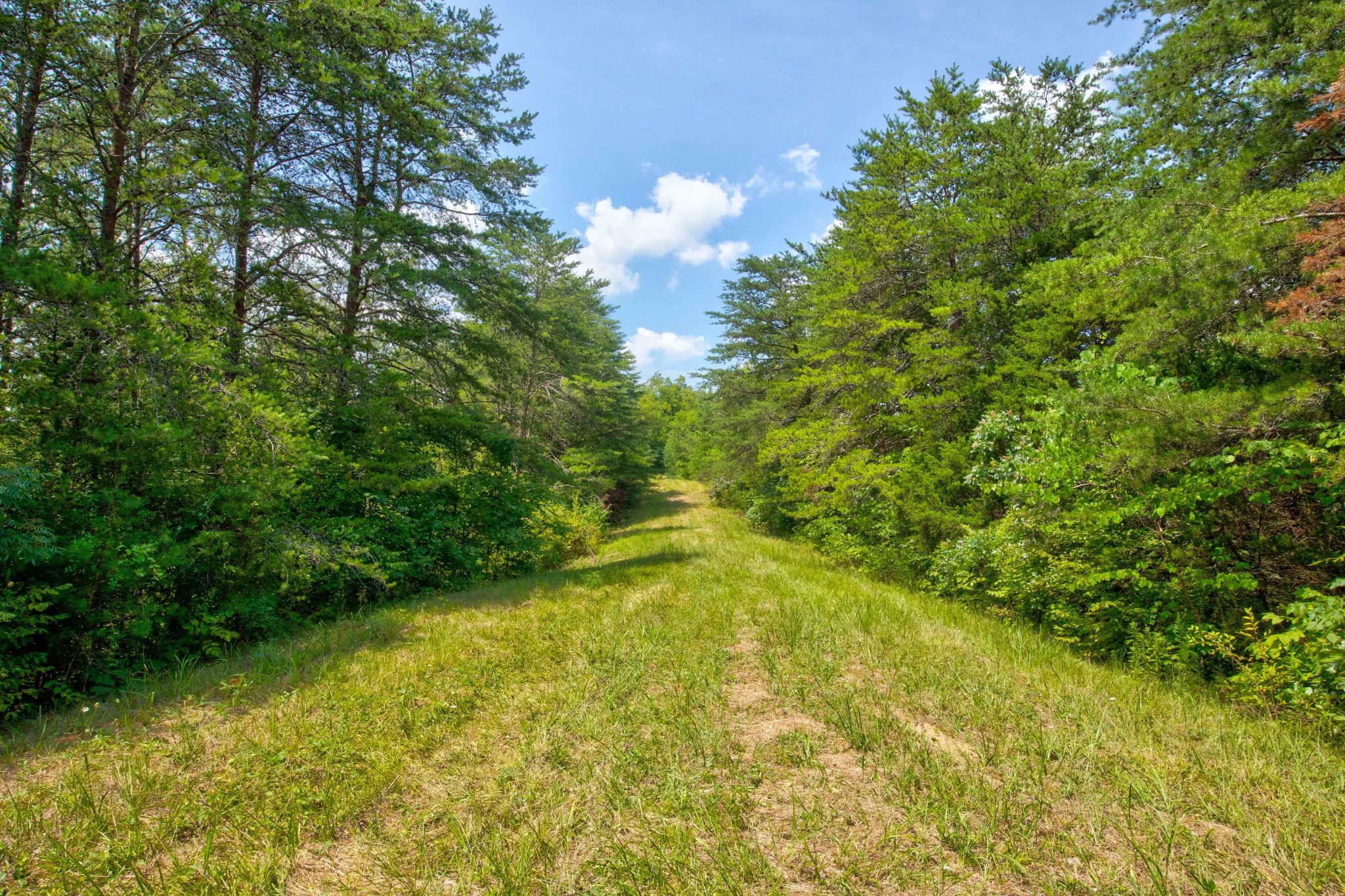a view of a yard with plants and large trees