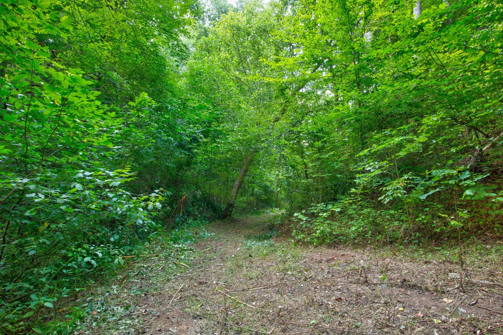 0 Sharp Road Sevierville, TN 37876 - Photo 14 of 27 a view of a yard with a trees