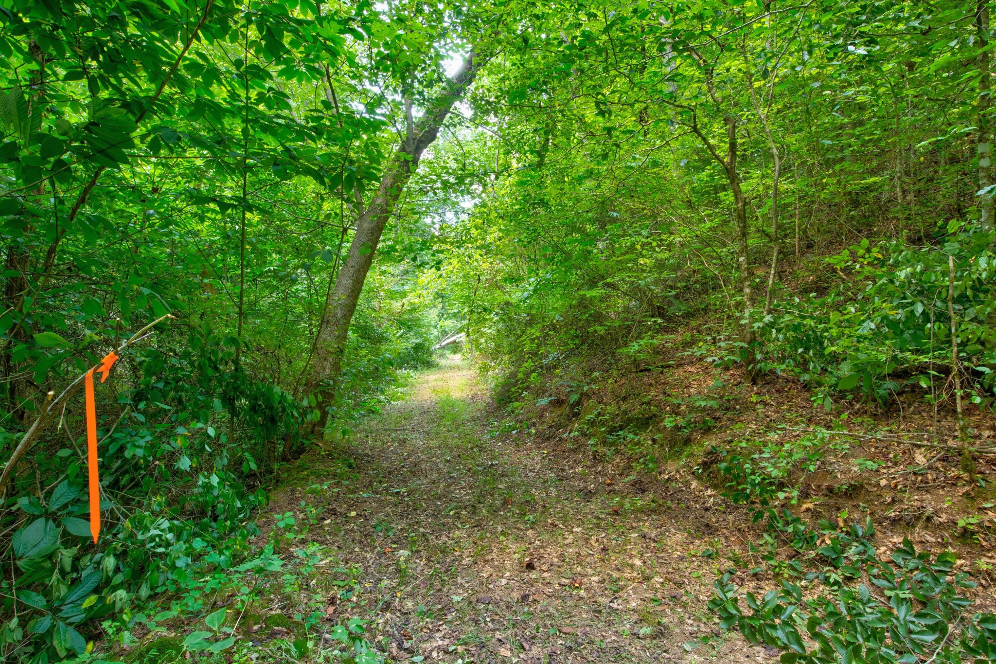0 Sharp Road Sevierville, TN 37876 - Photo 15 of 27 a view of a forest with a tree