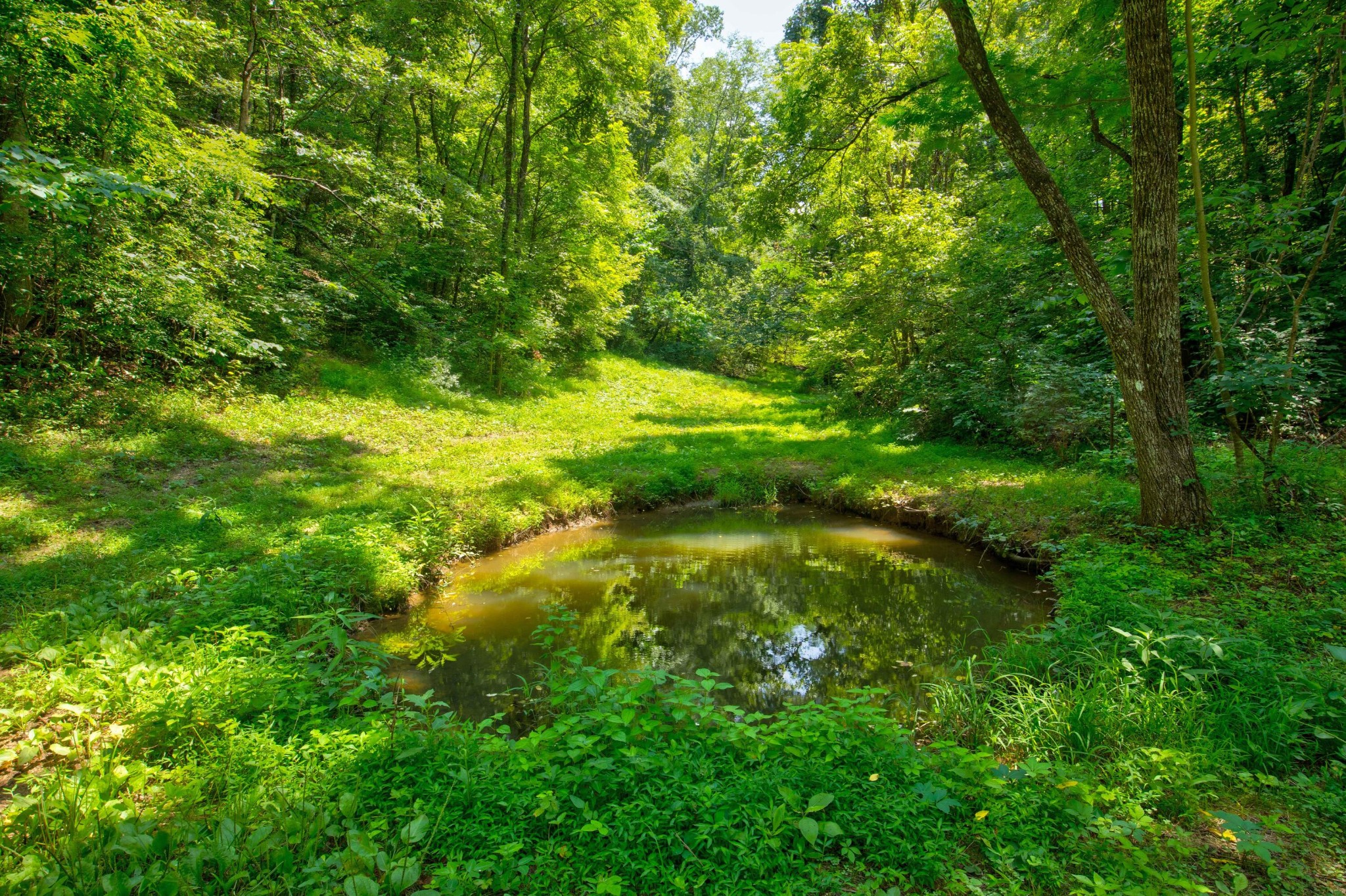 0 Sharp Road Sevierville, TN 37876 - Photo 18 of 27 a view of yard with green space
