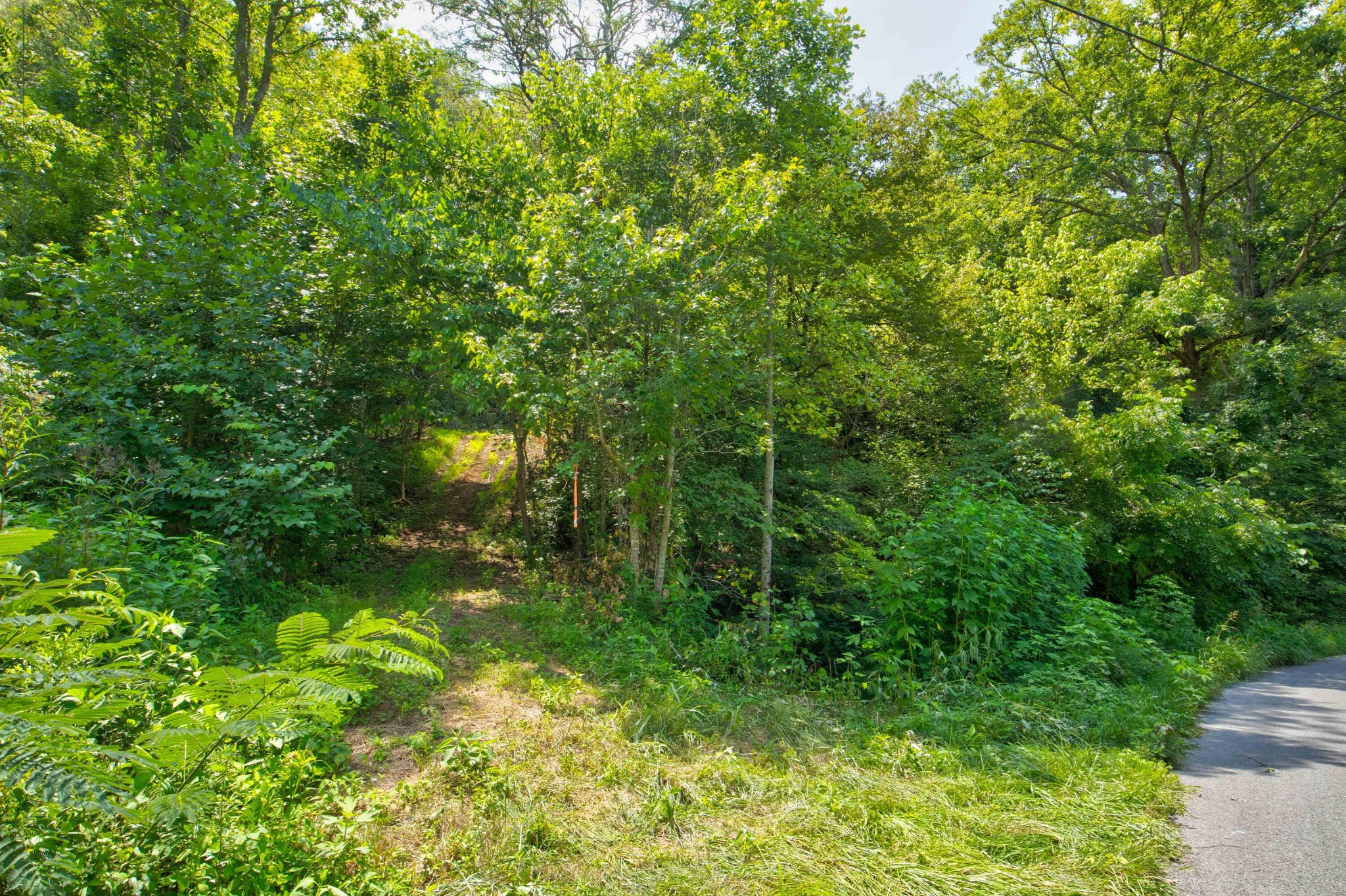 0 Sharp Road Sevierville, TN 37876 - Photo 25 of 27 a view of a lush green forest
