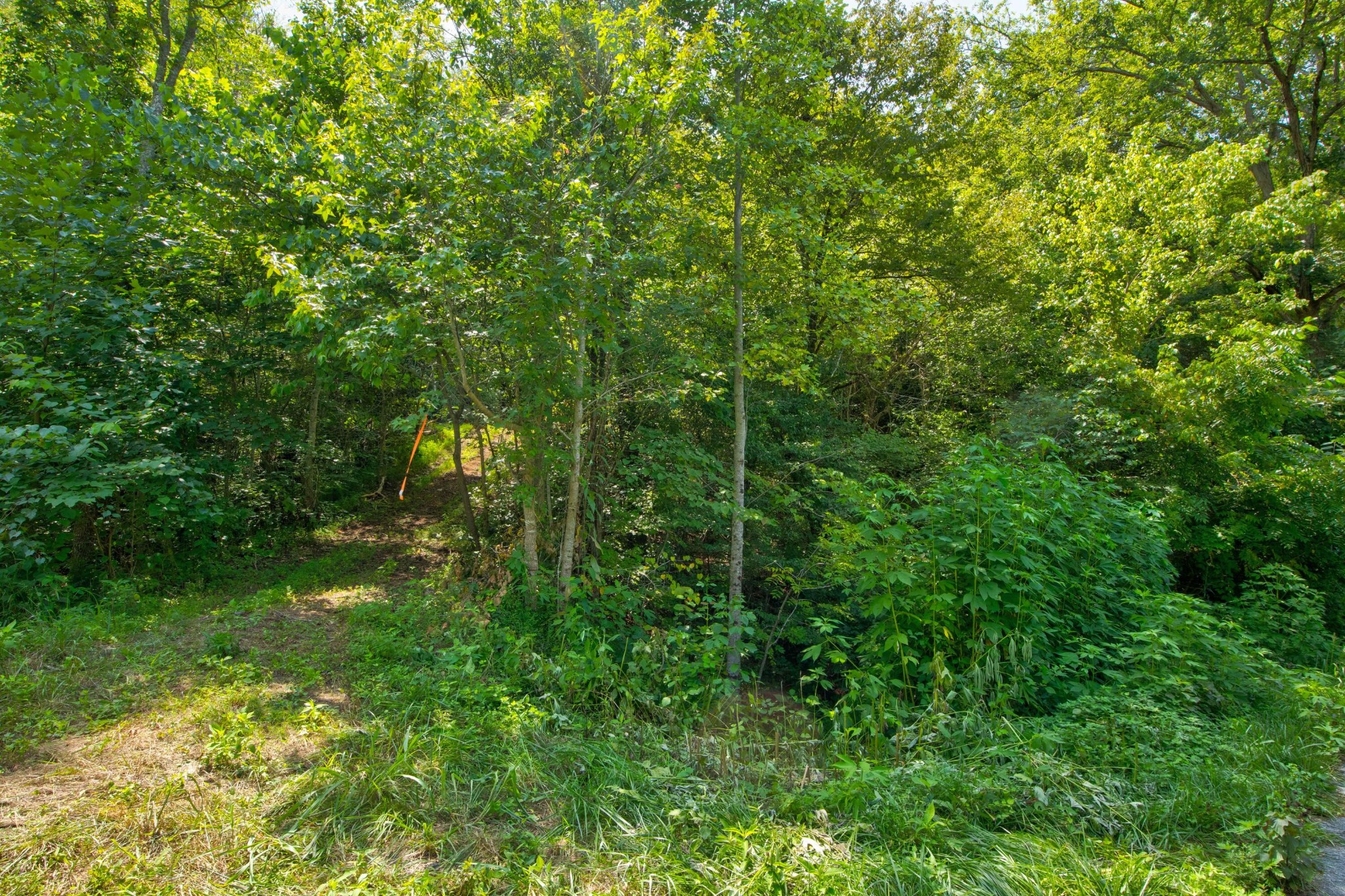 0 Sharp Road Sevierville, TN 37876 - Photo 27 of 27 a view of a lush green forest