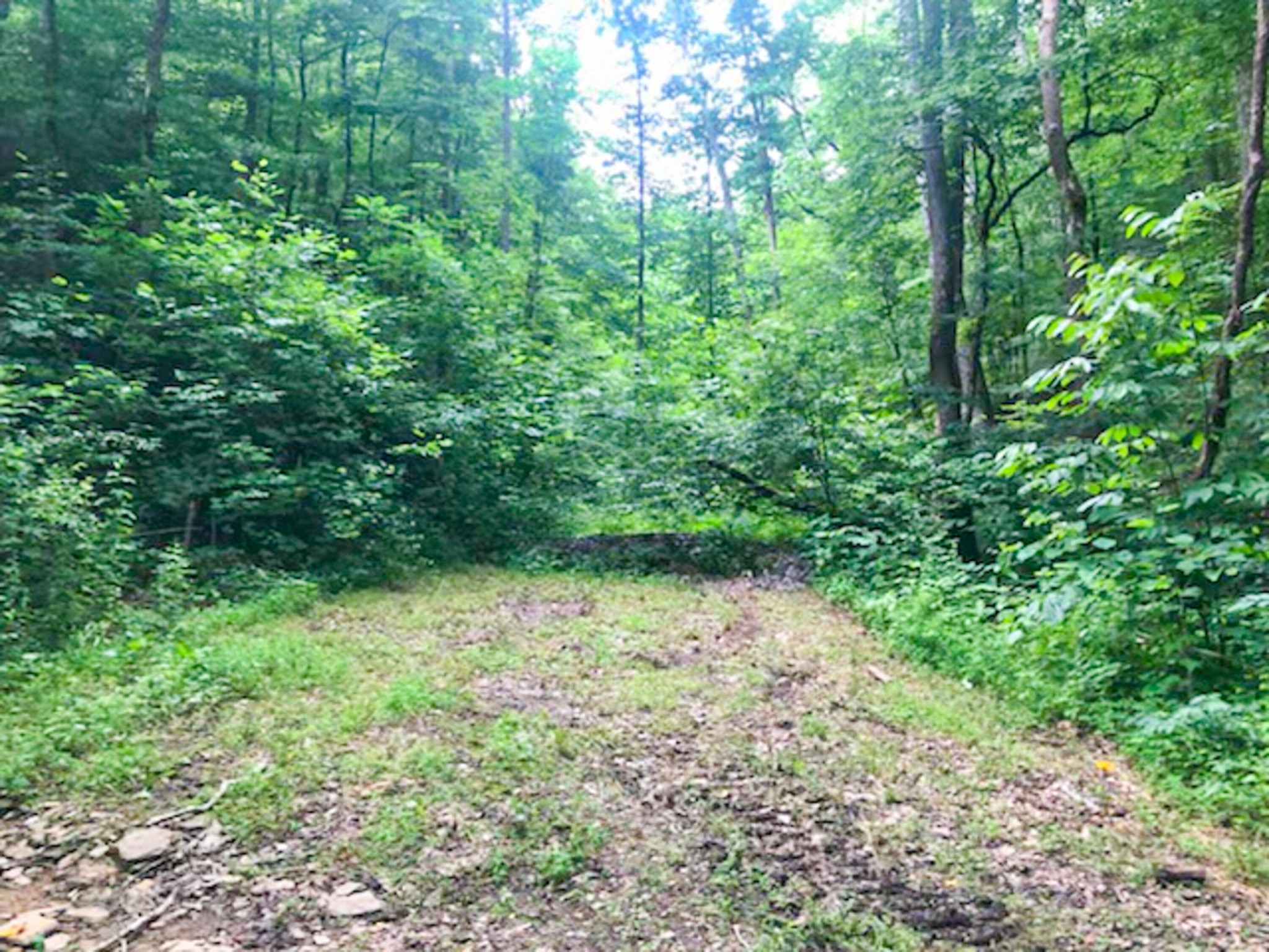 0 Sharp Road Sevierville, TN 37876 - Photo 4 of 27 a view of a garden with plants