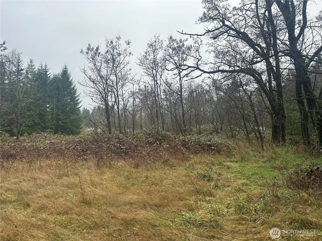 a view of a forest with trees in the background