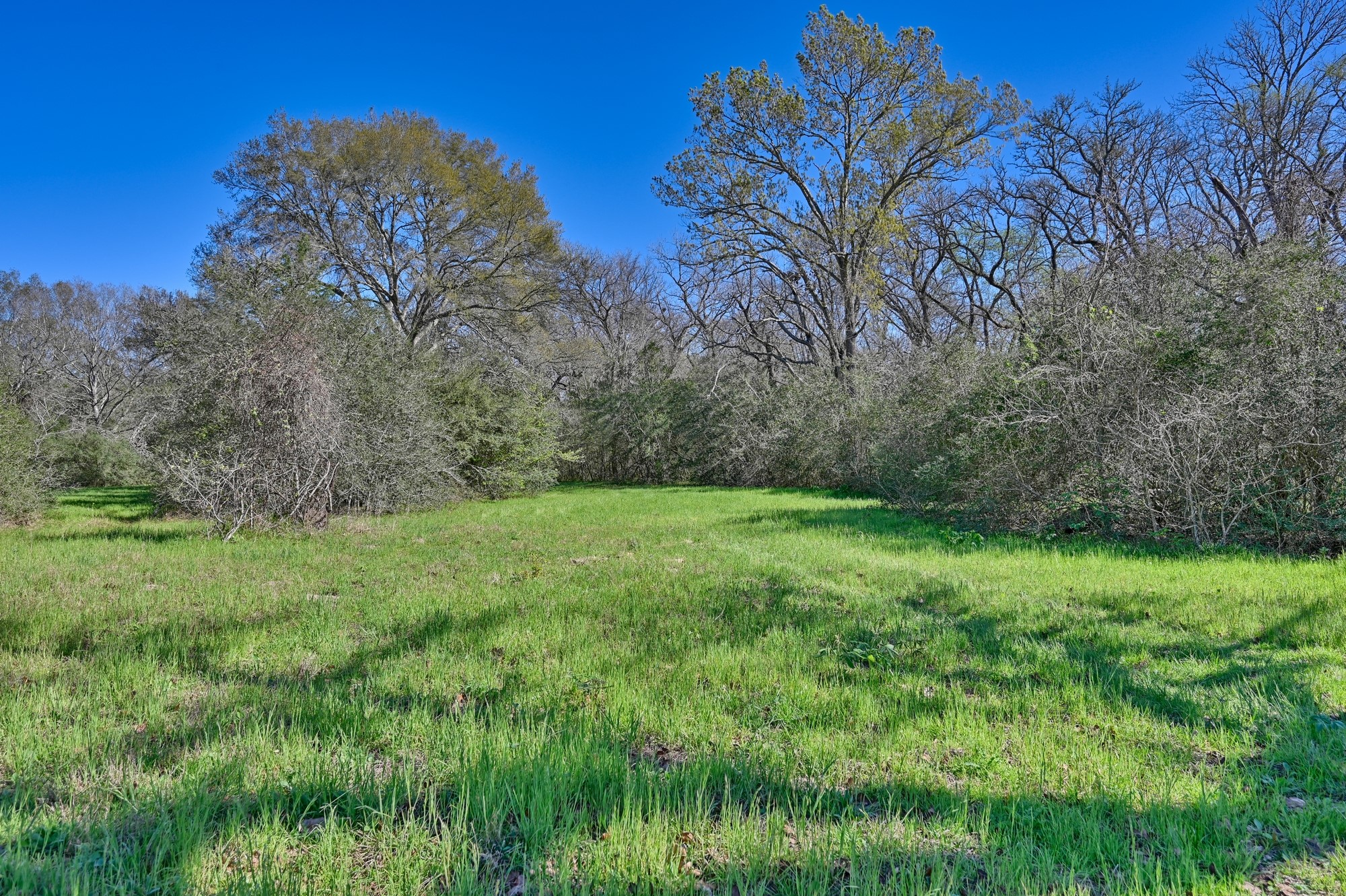 a view of a yard with a tree