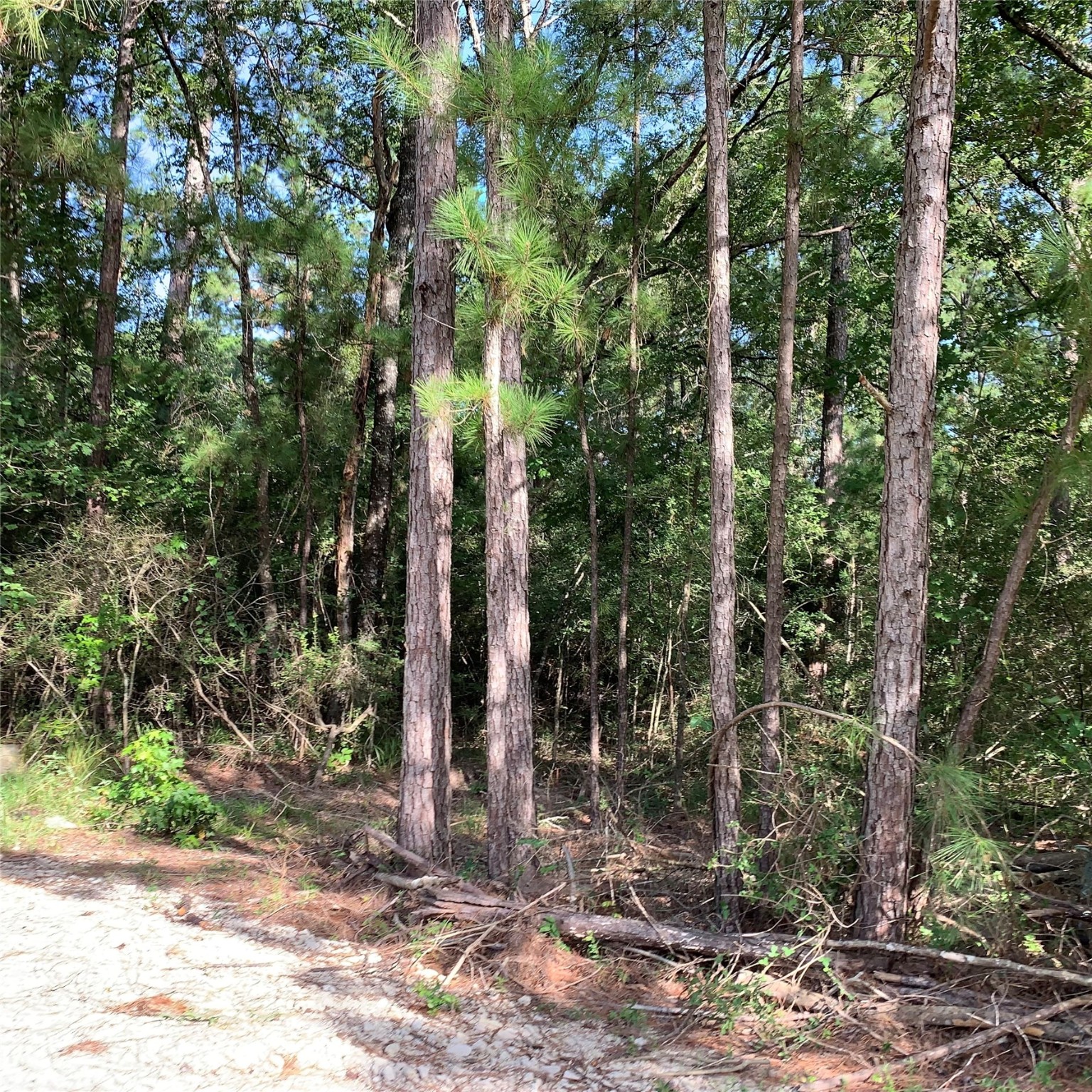 Tbd Hard Rock Lane Trinity, TX 75862 - Photo 1 of 6