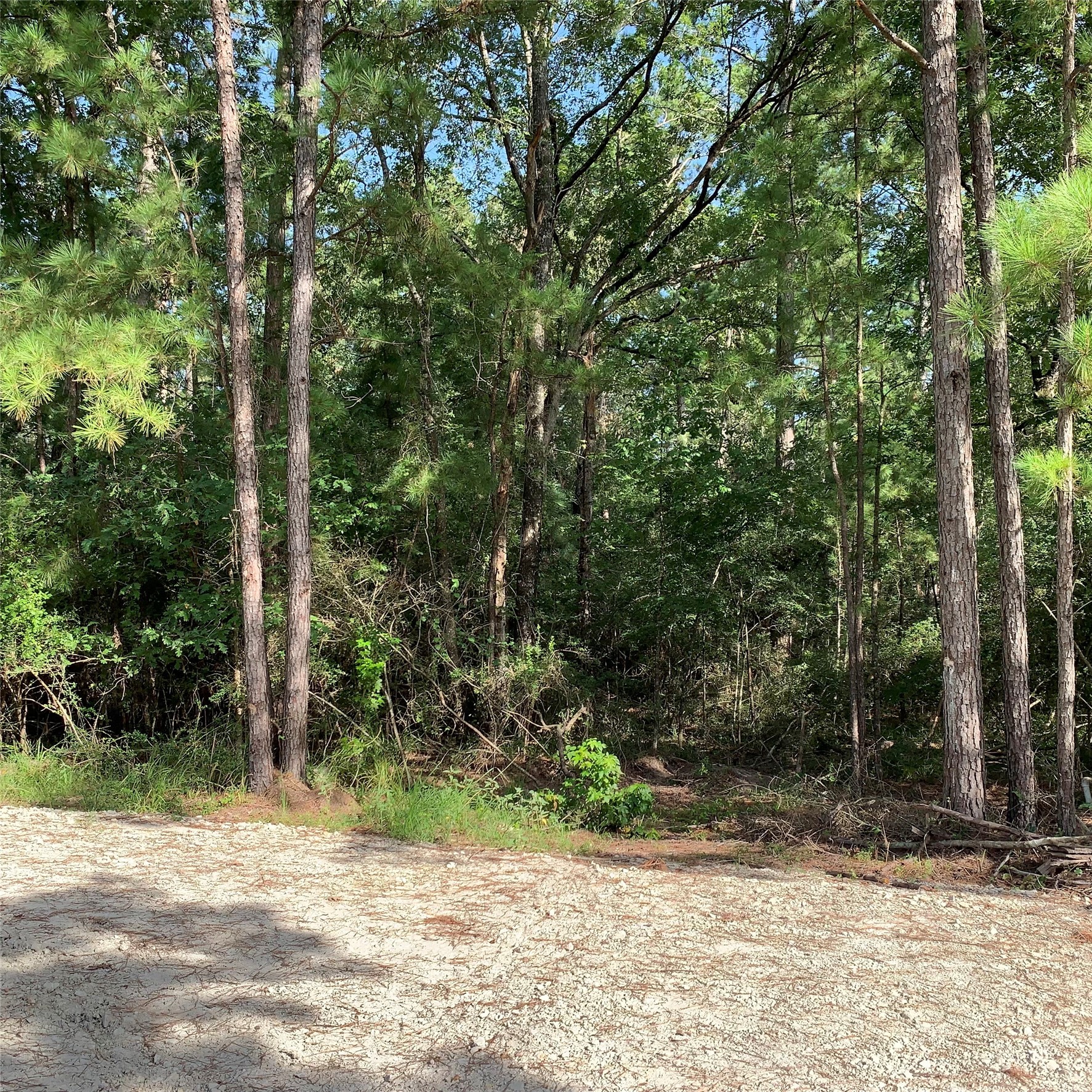Tbd Hard Rock Lane Trinity, TX 75862 - Photo 2 of 6 a view of a yard with plants and trees