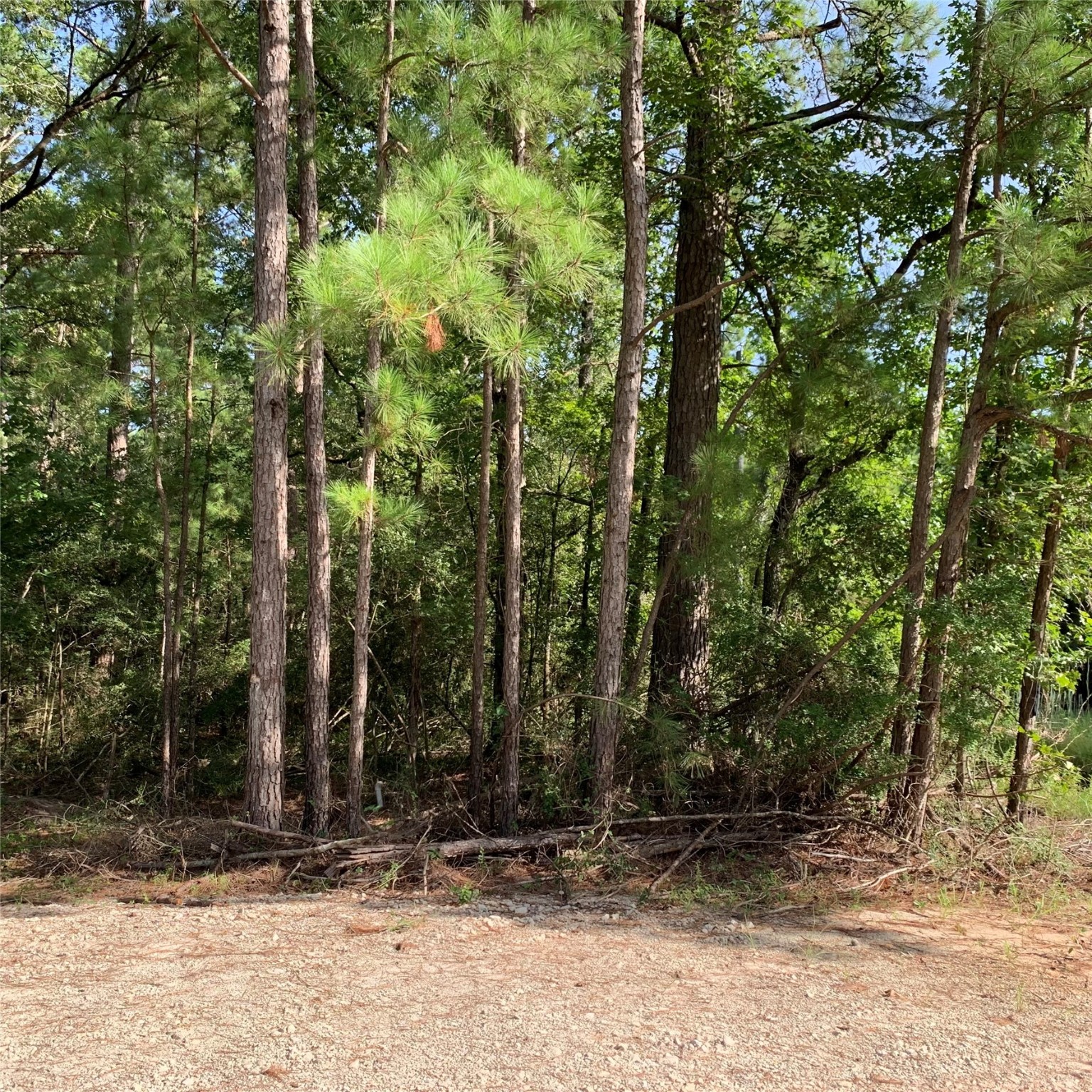 Tbd Hard Rock Lane Trinity, TX 75862 - Photo 3 of 6