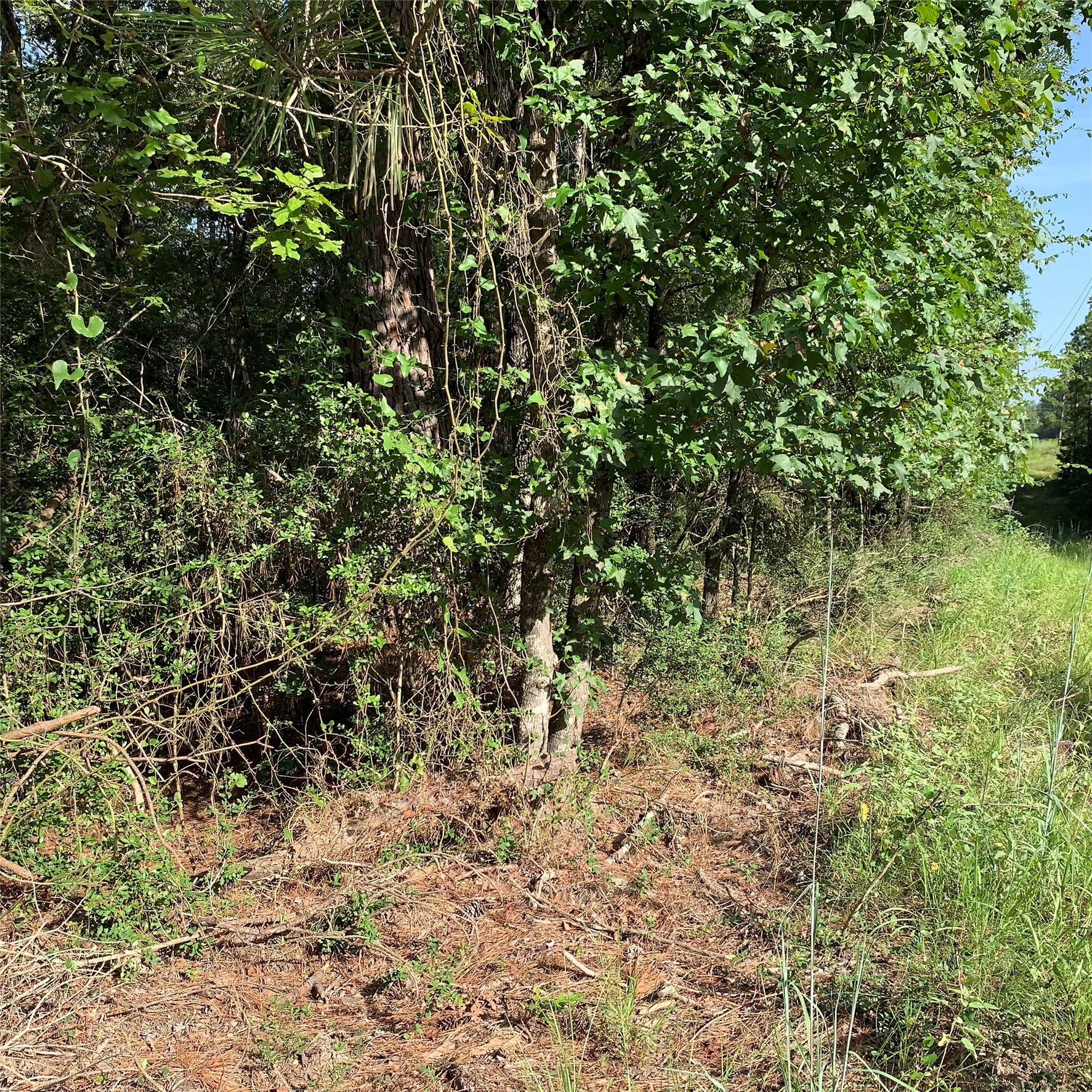 Tbd Hard Rock Lane Trinity, TX 75862 - Photo 5 of 6 a view of a yard with a tree
