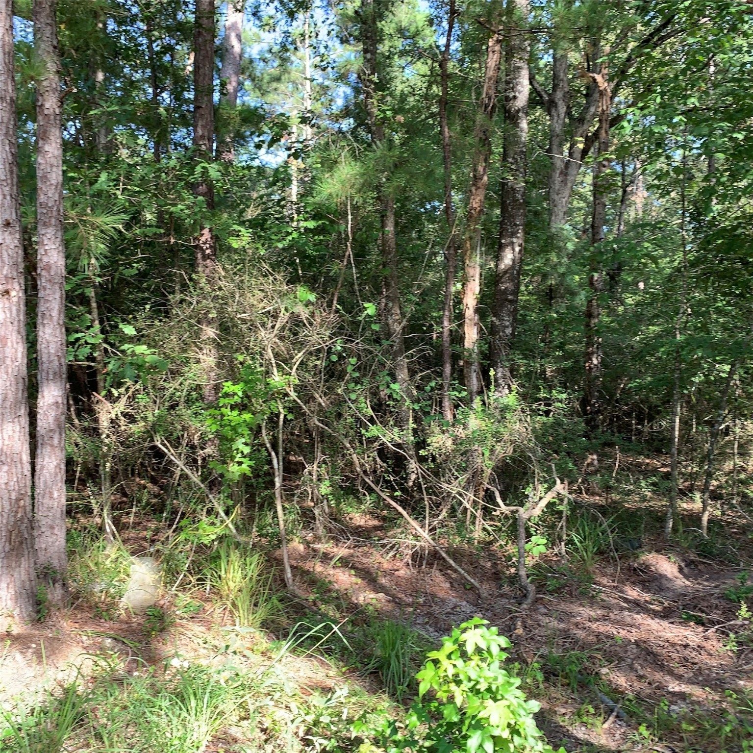 Tbd Hard Rock Lane Trinity, TX 75862 - Photo 6 of 6